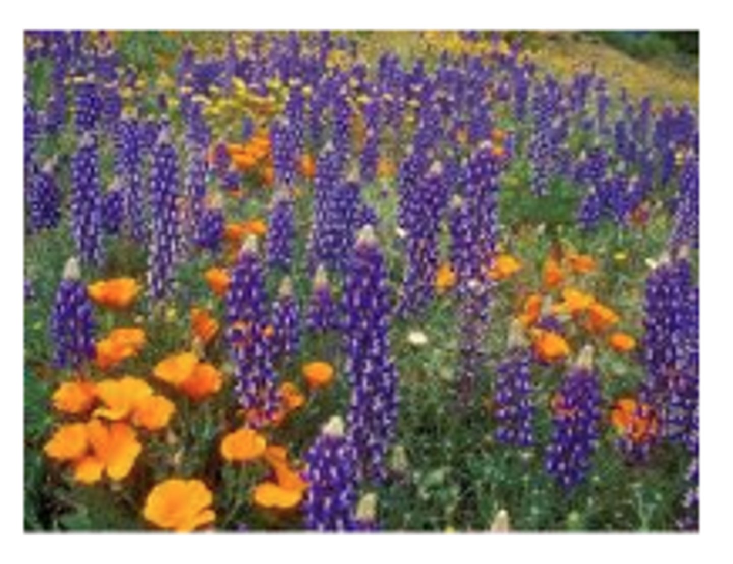 <p>Purple lupine</p>