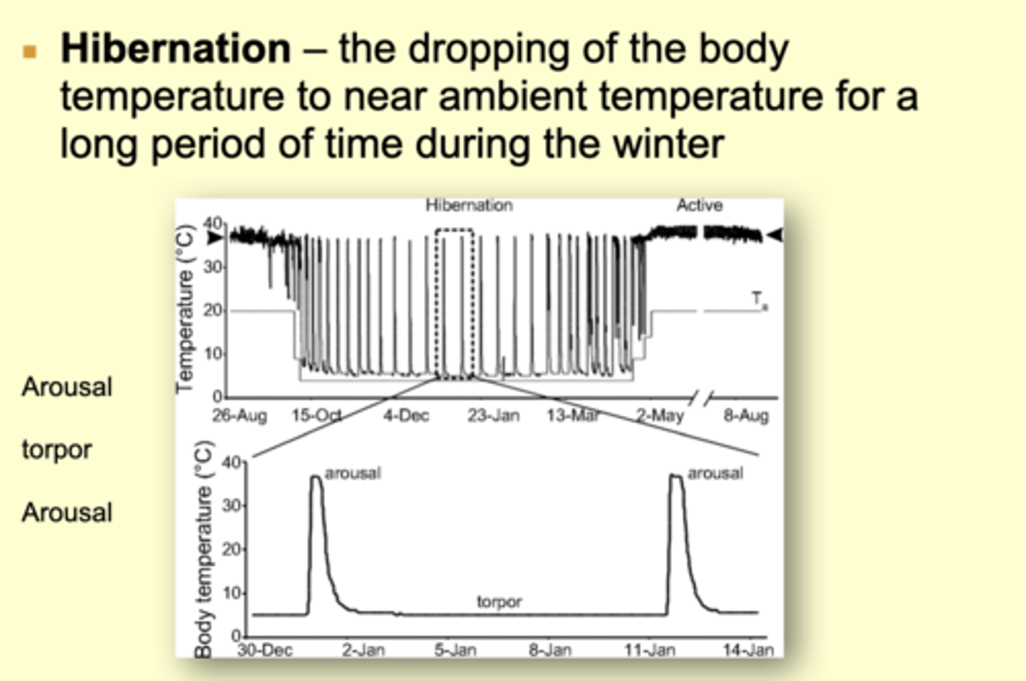 <p>the dropping of the body temperature to near ambient temperature for a long period of time during the winter</p><p>- A state of controlled hypothermia:</p><p>- Animals rewarm using only metabolic heat</p><p>--------</p><p>(Long-term torpor that is an adaptation to winter cold and food scarcity.)</p>