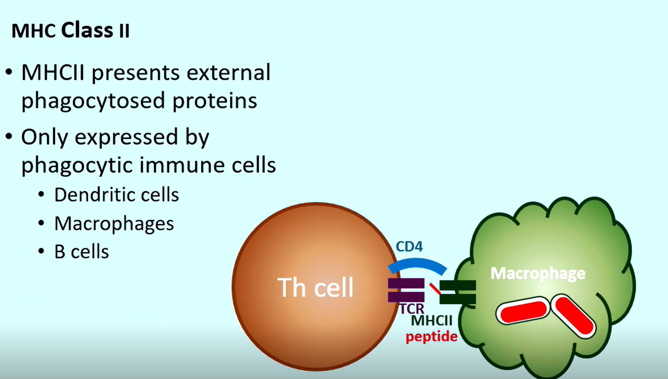 <p>Phagocytosed protein of the pathogen (so a T helper cell can bind and boost its power)</p>