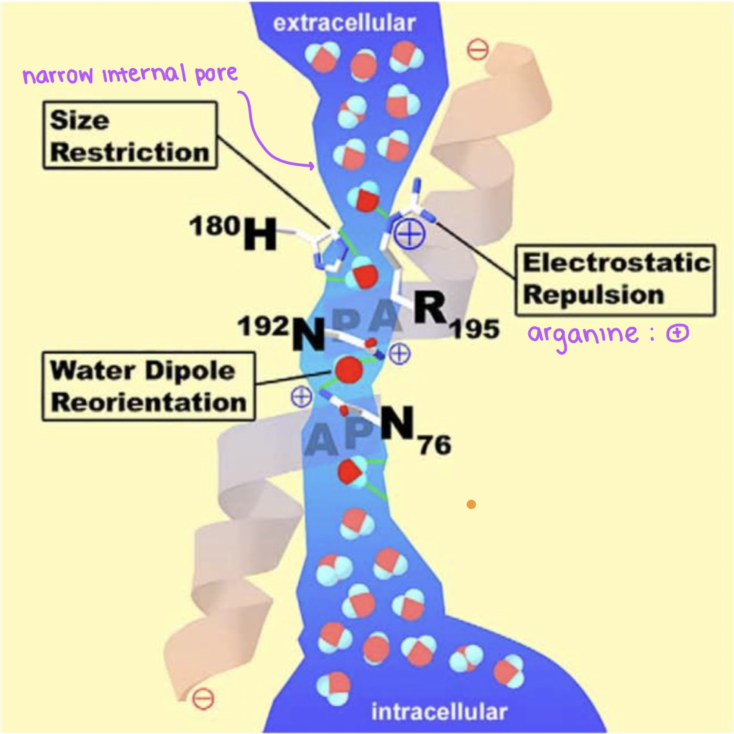 <ol><li><p><strong> size restriction:</strong> the narrow internal portal going into the intracellular space is small and restricts molecules of a larger size from entering</p></li><li><p><strong>electrostatic repulsion:</strong> arginine groups and other positively charged groups are present on the ends of the channel are positive and deter away other positively charged molecules. negative groups are present in the middle of the channel and deters negatively charged molecules from passing through</p></li><li><p><strong>NPA motif:</strong> by asparagine disrupting the grotthus mechanism and reorienting water to break water-water hydrogen bonds, this prevents proton transfer in order to protext the pH, voltage, and other internal cellular functions</p><p></p></li></ol><p></p>