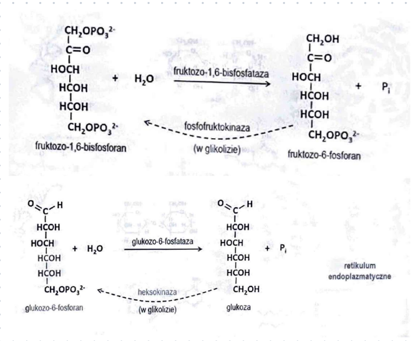 <p>glukozo-6-fosfataza, fruktozo-1,6-bisfosfataza</p>