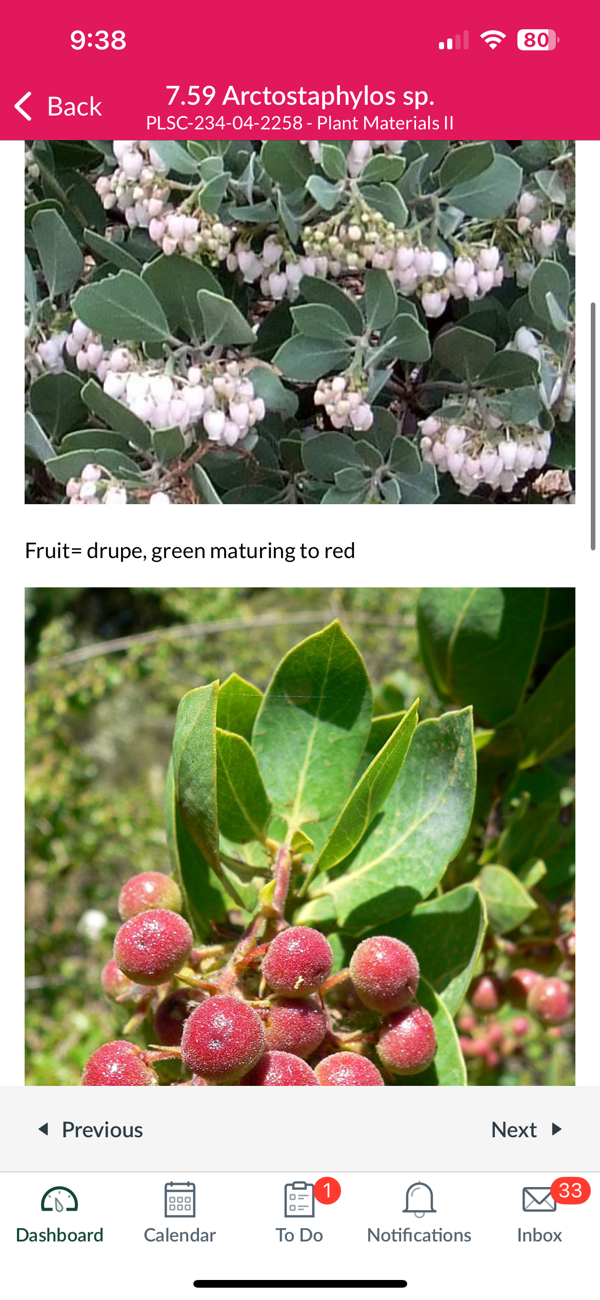 <p>Arctostaphylos sp.</p>