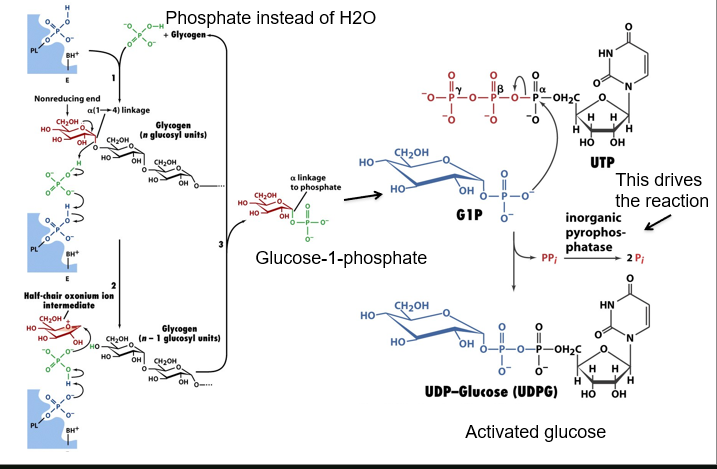 <ul><li><p>breakdown occurs at non-reducing ends, which is why its good to have so many</p></li><li><p>uses phosphate rather than H2O to replace a linkage, producing glucose-1-phosphate which cant ring open and is non-reducing</p></li><li><p>G1P substitutes pyrophosphate component of UTP (activated by inorganic pyrophosphotase)</p></li><li><p>UDP-glucose is activated glucose</p></li></ul><p></p>