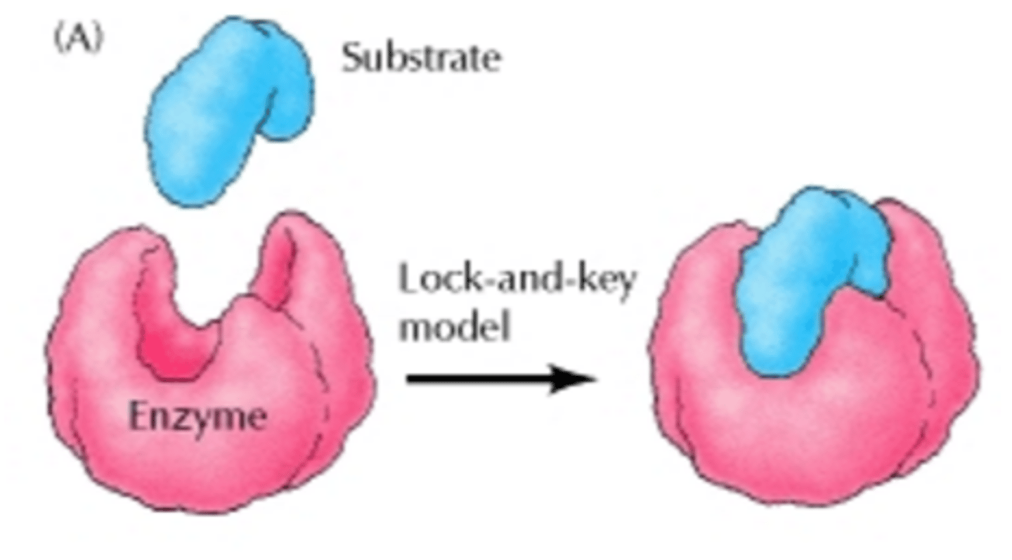 <p>Proposed model of enzyme activity in which the substrate and the enzyme are complementary to one another and fit perfectly like a key into a lock</p>