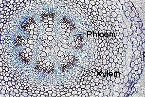 Phloem