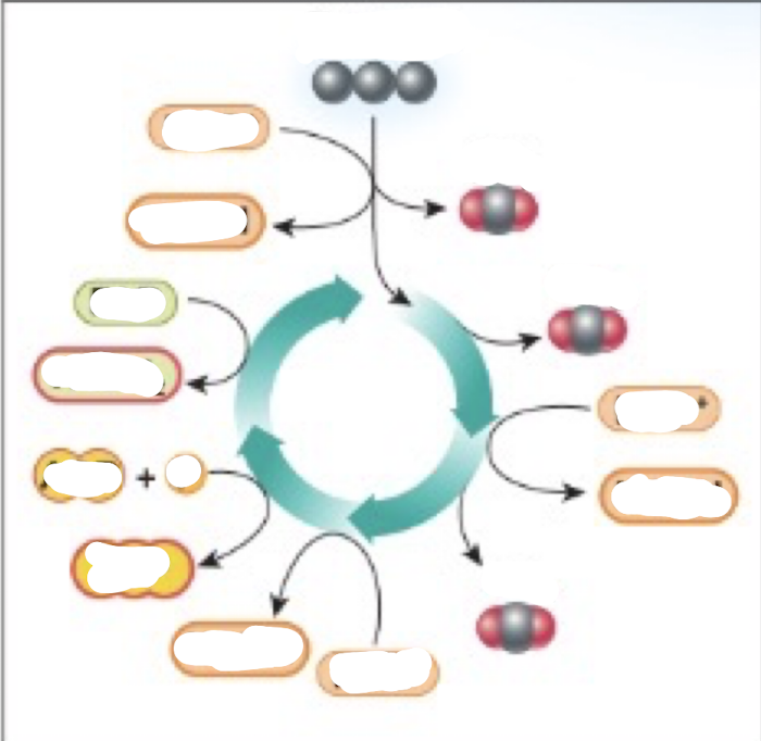 <p>Complete the Krebs cycle diagram</p>