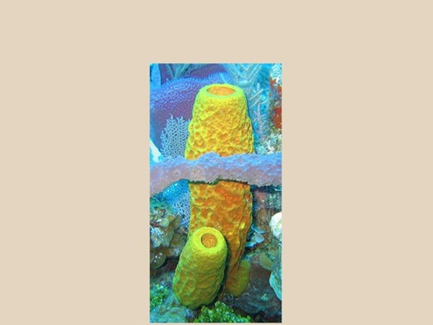 <p>Filter feeding through incurrent pores.</p>