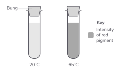 <p>The diagram shows one of the test tubes from the 20°C water bath and one from the 65°C water bath.</p><p>What conclusion can be made about the effect of temperature on the damage to beetroot cells? Provide an explanation for your conclusion. (4 marks)</p>