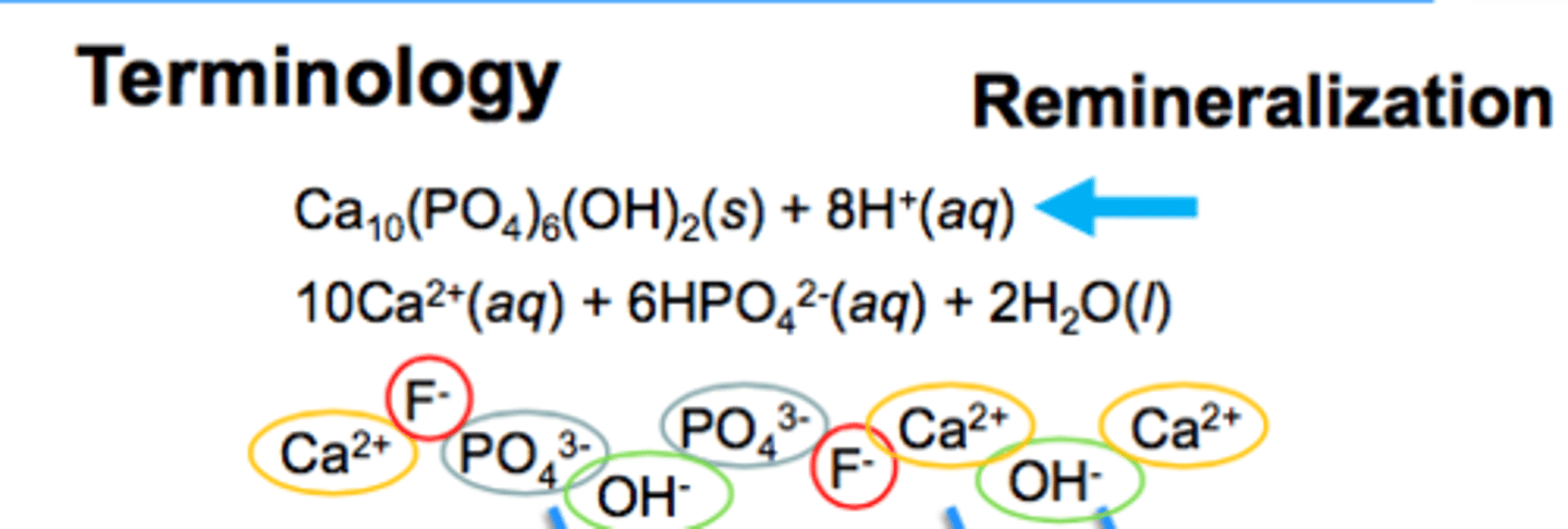 <p>going back to the original structure after having been demineralized</p>