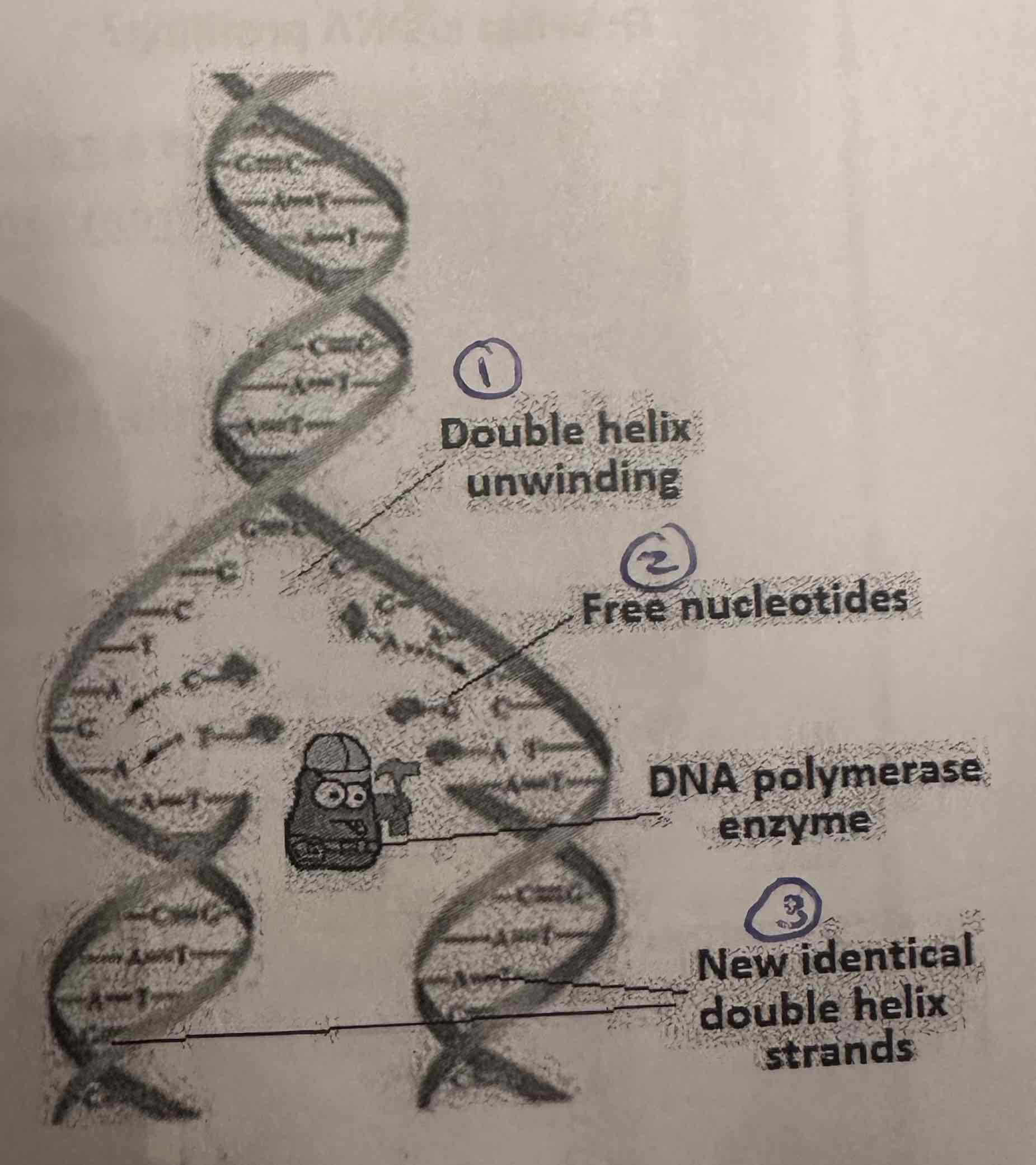 Nucleic Acids (DNA & RNA) Flashcards Knowt