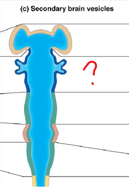 <p>part of the prosencephalon (forebrain)</p>