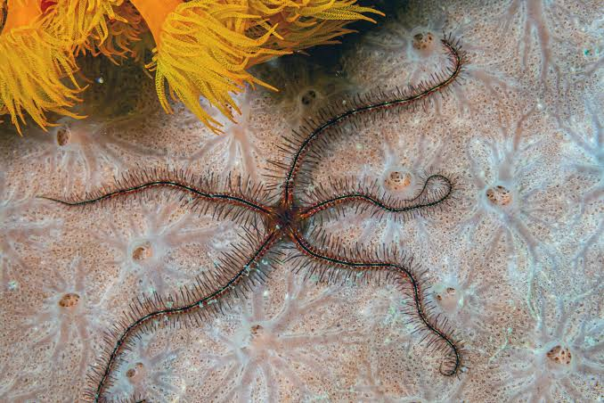 <p>OPHIUROIDEA</p>