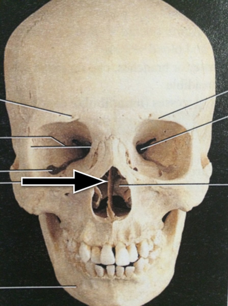 <p>forms the upper portion of the nasal septum</p>