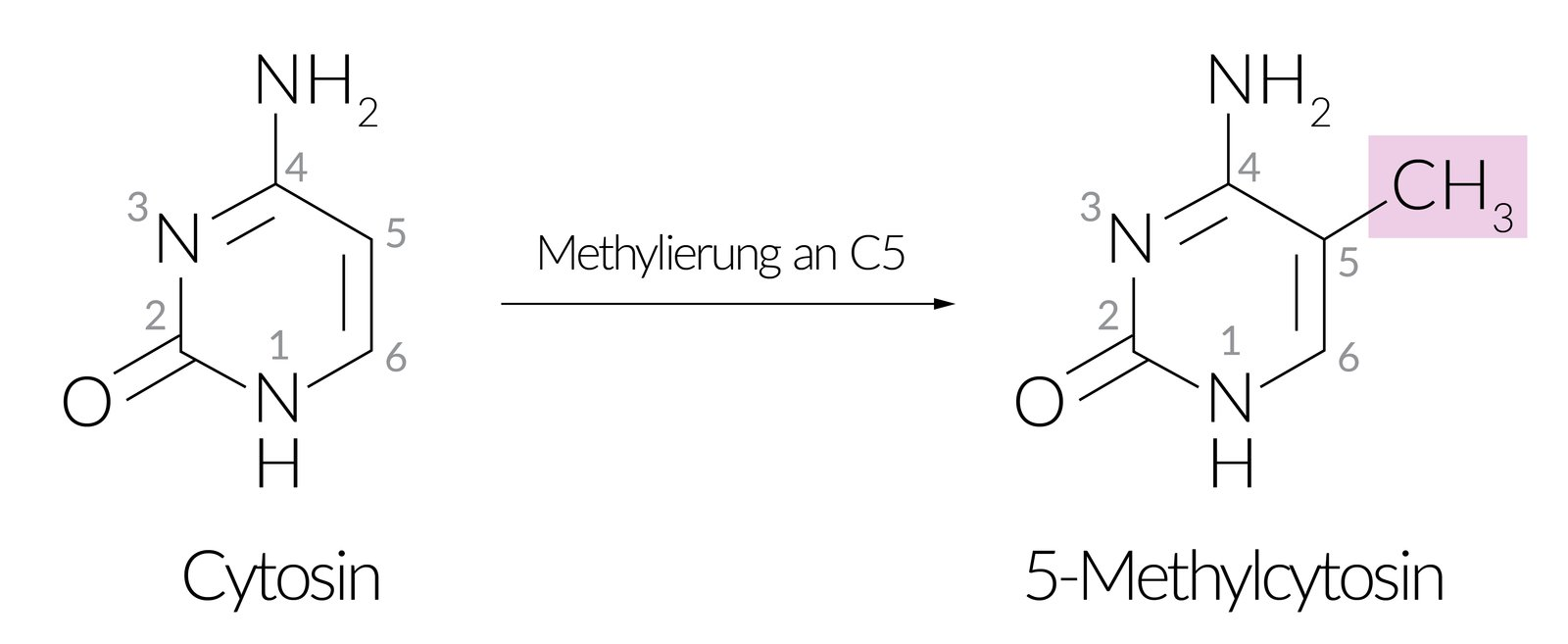 <p>E. Plays a role as a component of DNA in transcriptional regulation</p>