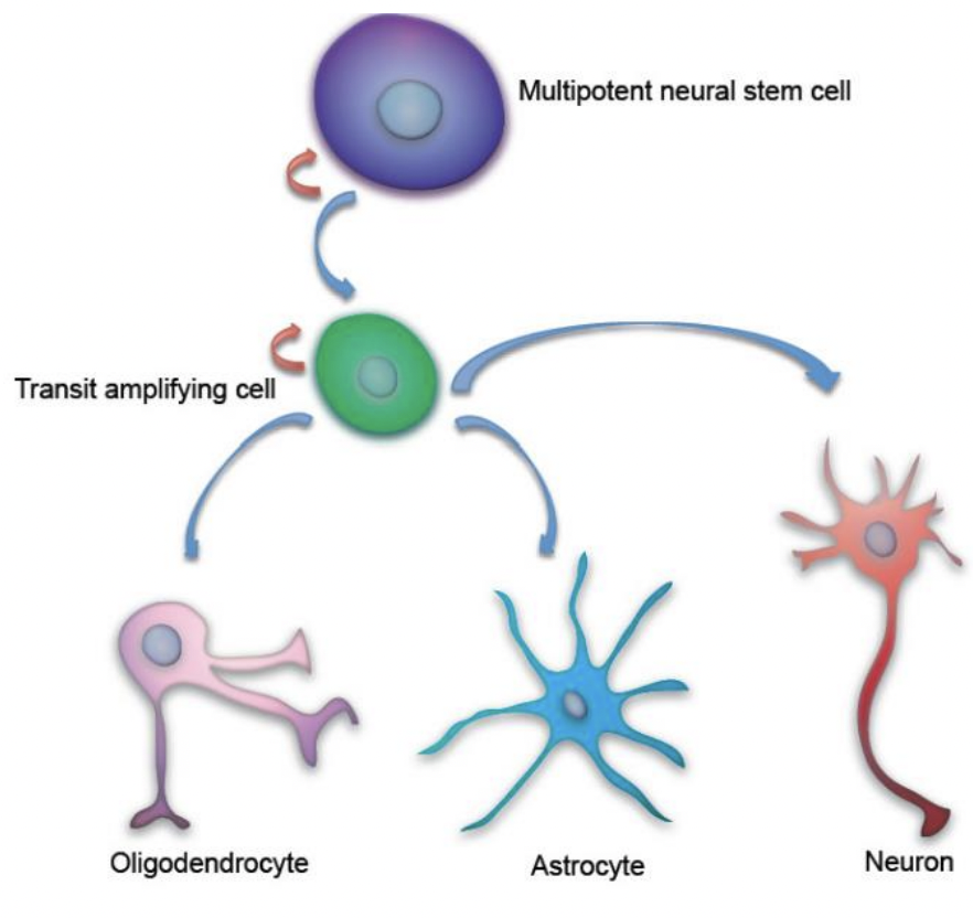 <ul><li><p>nervous system has limited ability to repair itself </p></li><li><p>neurons are post-mitotic</p></li><li><p>stem cell features </p><ul><li><p>self-renewing </p></li><li><p>unspecialized (undifferentiated cells) - can mature into type neuron or glia </p></li><li><p>populate developing and degenerating areas of the CNS </p></li></ul></li></ul><p></p>