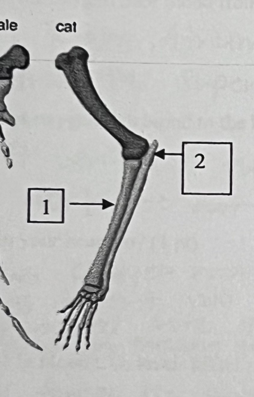 <p>What part of the arm is pointed to for #1?</p>