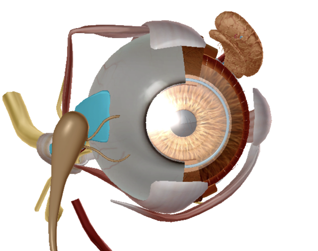<p>what is highlighted </p>