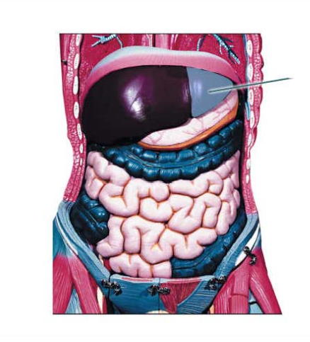 <p><span>Identify the highlighted liver lobe.</span></p>