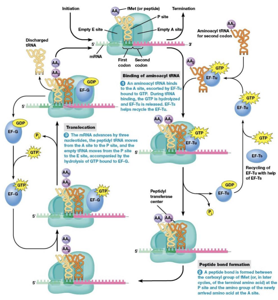 <p>binding of aminoacyl tRNA to the ribosome</p><p>peptide bond formation </p><p>translocation</p>