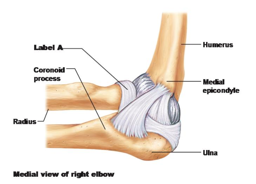 <p>Label A is pointing to the ____.</p><p></p><p>A. Radial collateral ligament</p><p>B. Articular capsule</p><p>C. Annular ligament</p><p>D. Ulna collateral ligament</p>