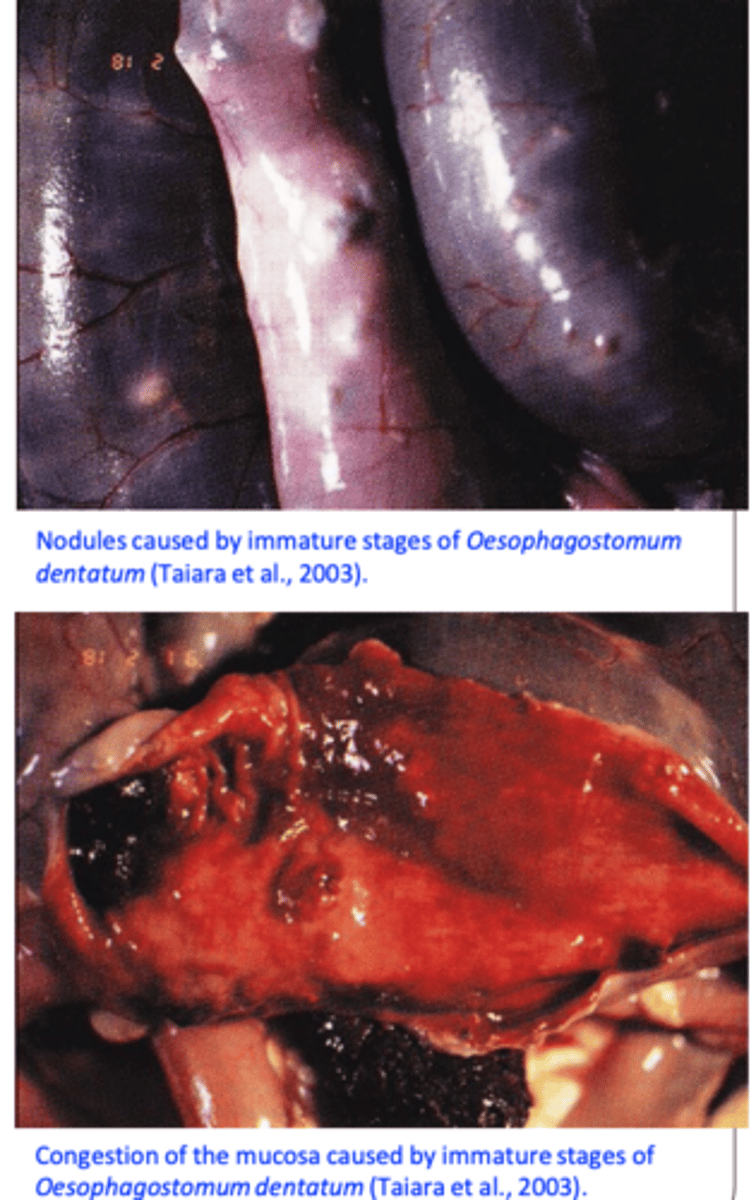 <p>• Adult worms cause minimum damage to the mucosa</p><p>of the large intestine;</p><p>L3 enters the mucosa of the caecum and colon -&gt; the host responds by forming a nodule (hypersensitivity reaction) up to 5 mm in diameter;</p><p>Pathology caused by:</p><p>• Inflammation and nodular reaction induced by</p><p>invasion of the mucosa by larvae;• Emergence of the larvae from mucosa;</p><p>Heavy infections =congestion of the mucosa</p>