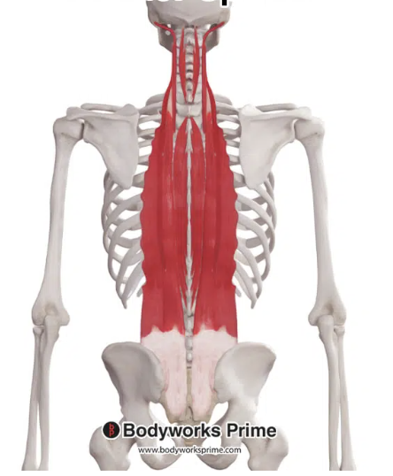 <p>*posterior</p>