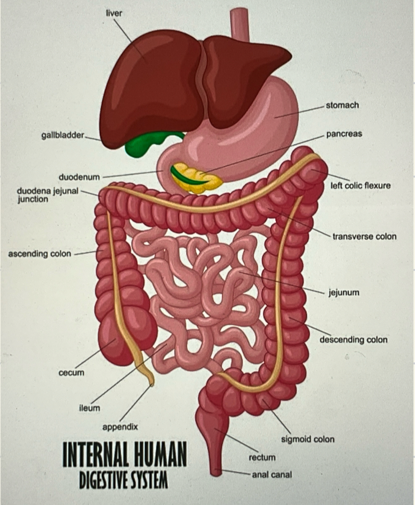 <p>a small tube located near the junction of the small and large intestines in the right lower quadrant of the abdomen, the function of which is not well understood. Its inflammation, called appendicitis, is a common cause of abdominal pain.</p>