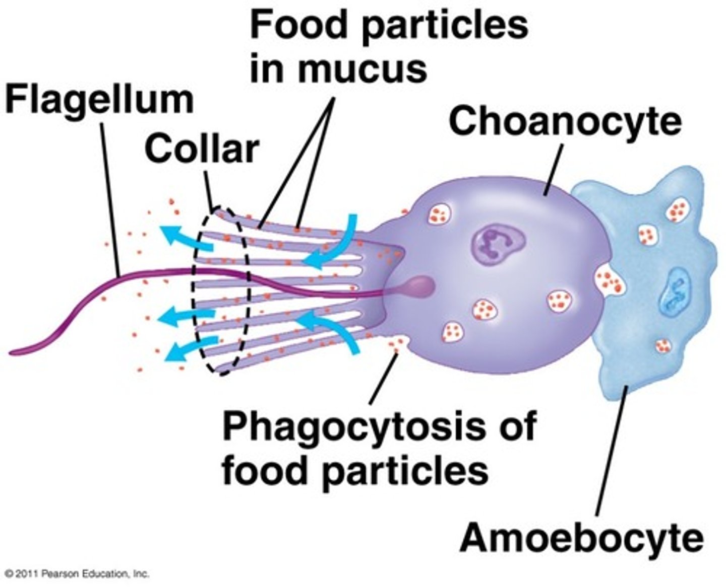 <p>sponge cell that functions to generate a water current and to trap and ingest food particles via phagocytosis</p>