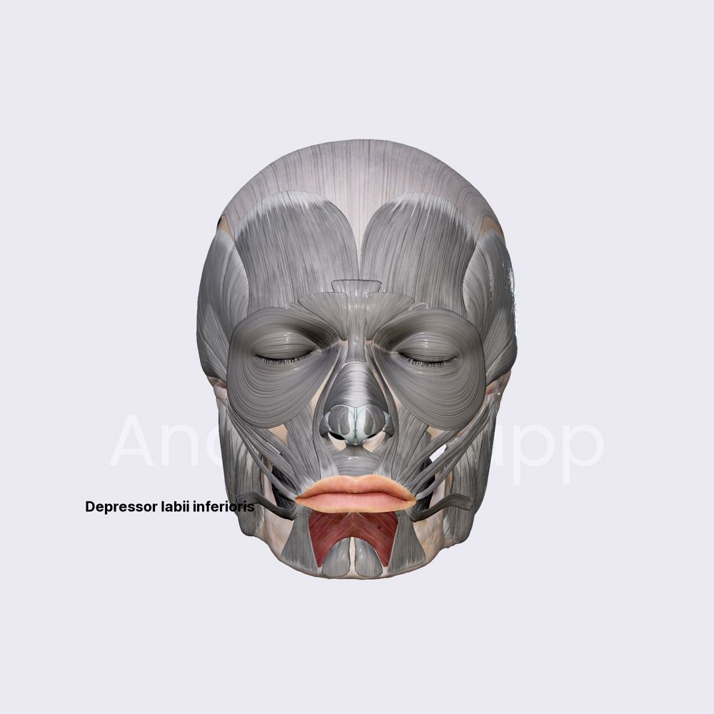 <p>Depresses the lower lip, located below the lower lip; functions to lower the lower lip and assist in frowning.</p>