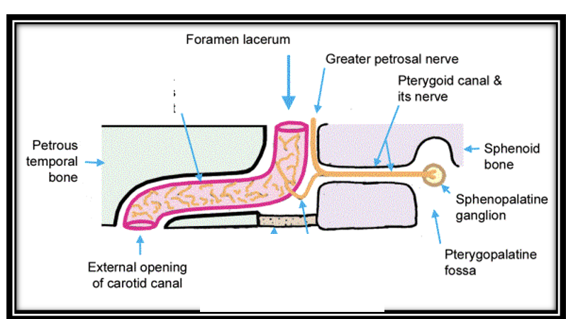 <p>Carotid canal</p>