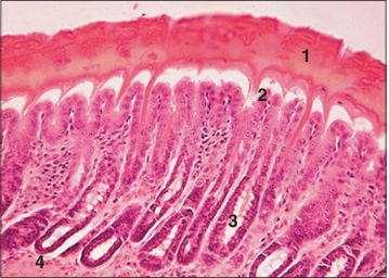 <p>Identify the structure:</p><p>Specie:</p><p>Parts:</p><p>1.__ 2.__ 3.__ 4.__</p><p>Stan used:</p>