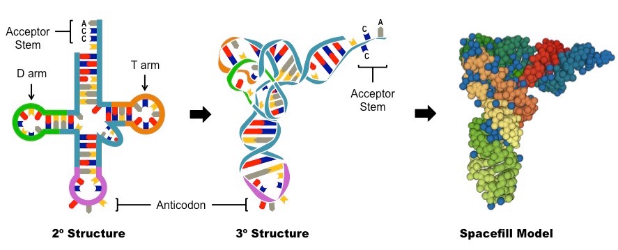 <p>Associates with the ribosome (via the E, P and A binding sites)</p>