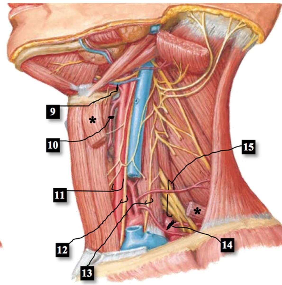 knowt flashcard image