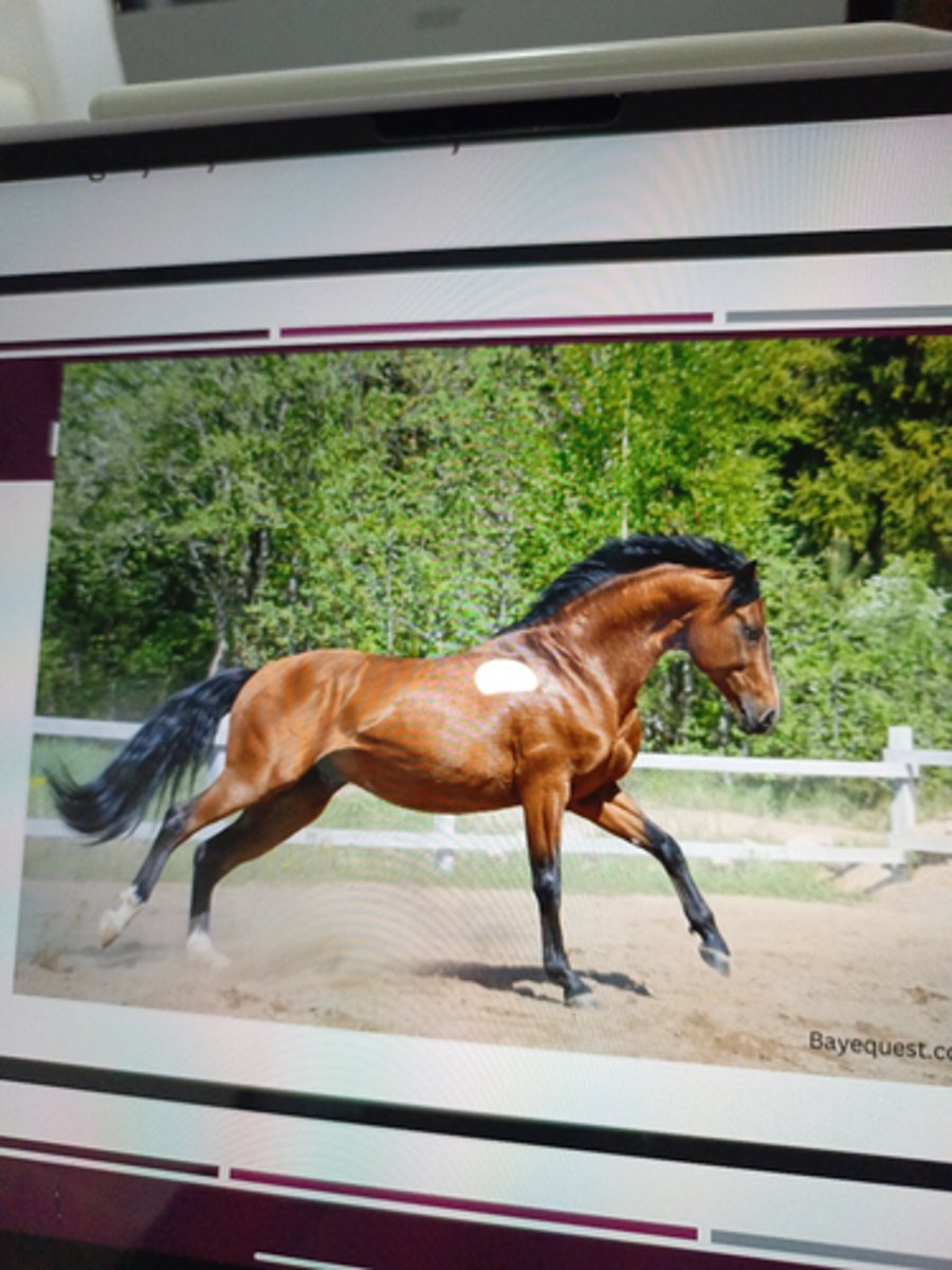 <p>- reddish-brown or brown with have black points (mane, tail, ears edges and lower legs ¡ Genetics: One dominant Aguoti gene and at least one dominant Extension gene ¡ Note: No black points =/= bay</p>
