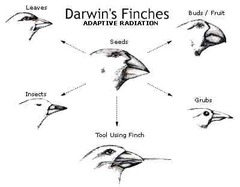 <p>the principle that inherited traits that better enable an organism to survive and reproduce in a particular environment will (in competition with other trait variations) most likely be passed on to succeeding generations.</p>