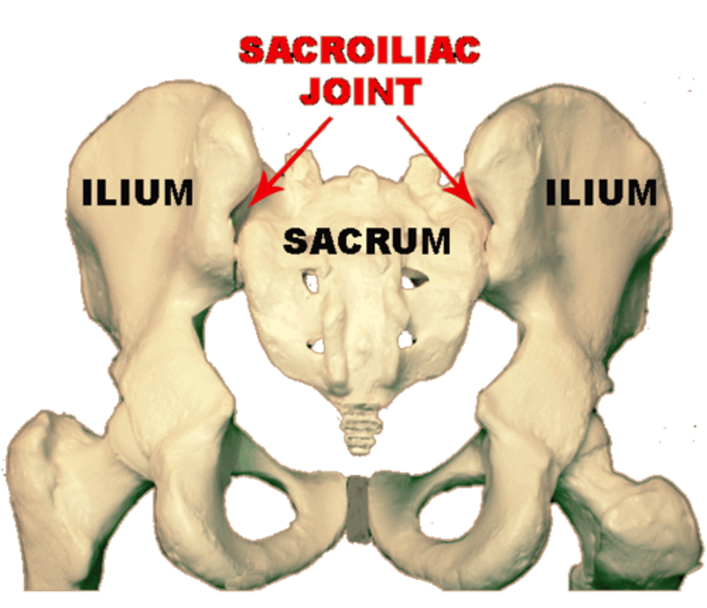 <p>- difficulty with sit to stand after prolonged sitting</p><p>- tenderness/tight in musculature and sacrotuberous ligament</p>