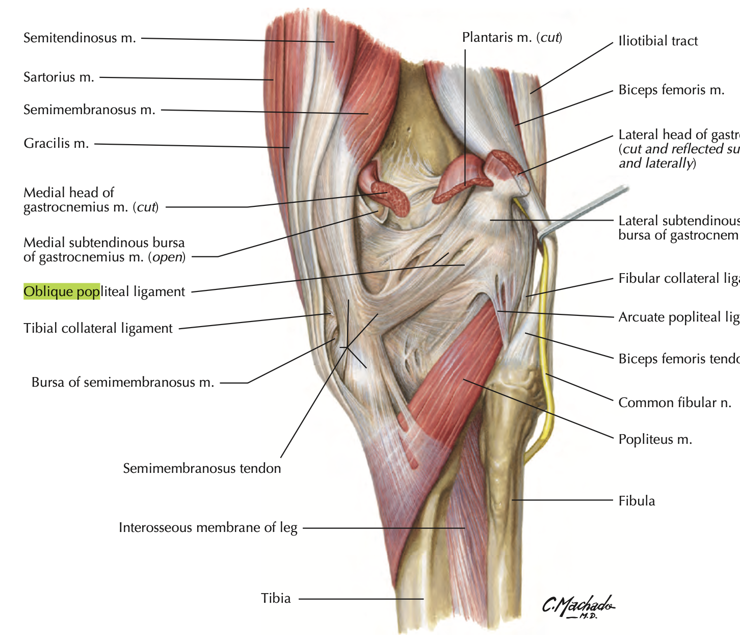 <ul><li><p>supports posterolateral knee</p></li><li><p>blends with fibrous capsule</p></li><li><p>restricts hyperextension</p></li></ul><p></p>