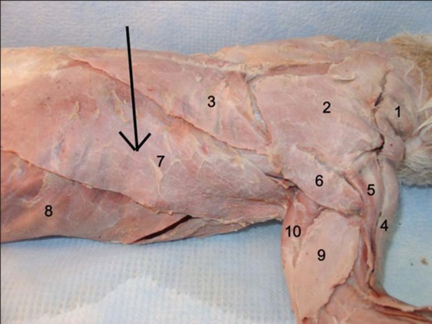 <p>large, flat, dorso-lateral muscle on the trunk, posterior to the arm</p>