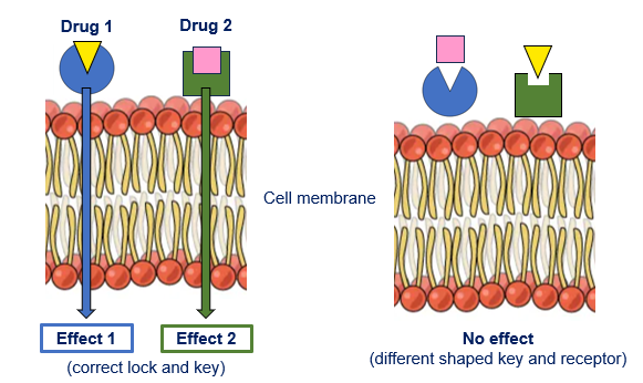 <p>Multiple types of receptors will be found on a cell’s surface, these are capable of .. </p>