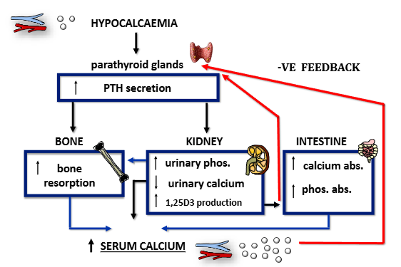 <ol><li><p>parathyroid glands increase PTH secretion</p></li><li><p>increased bone resorption</p></li><li><p>increase in urinary phosphate, decrease in urinary calcium, increase in 1,25D3 production</p></li><li><p>increase in calcium absorption in intestine, increase in phosphate absorption</p></li><li><p>serum calcium raises, feeds back to parathyroid glands to stop production of PTH</p></li></ol><p></p>