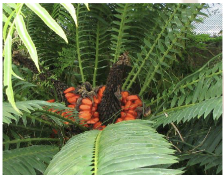 <p><span style="background-color: transparent;"><span>Sago-palm family</span></span></p><p><span style="background-color: transparent;"><span>Traits:</span></span></p><ul><li><p><span style="background-color: transparent;"><span>Palm-like</span></span></p></li><li><p><span style="background-color: transparent;"><span>Perennial</span></span></p></li><li><p><span style="background-color: transparent;"><span>Evergreen</span></span></p></li><li><p><span style="background-color: transparent;"><span>Dioecious</span></span></p></li></ul><p></p>