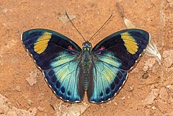 <p>nymphalidae</p>