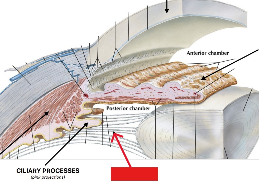 <p>Which part of the eye is:</p><ul><li><p>Fibrous ring attached to lens</p></li><li><p>Adjust lens focus and shape</p></li></ul><p></p>