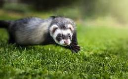 <p><strong>Furet </strong>(mustélidé carnivore)</p><p><span>Les furets est un animal chasseur, et a tendance à chasser les animaux en terriers (lapins, rongeurs) ou les oiseaux.=&gt; ne pas les placer en clinique à côté de ces espèces.</span></p><p>Tempérament ? Mordeur ?</p>