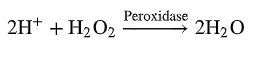 <p>catalyzes breakdown of H2O2 —&gt; H2O</p>