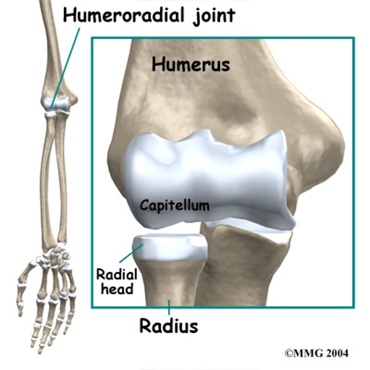 <p>Articulation between the capitulum of the humerus and head of the radius; makes up part of the elbow joint.</p>