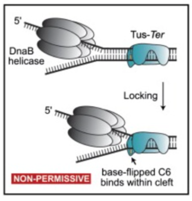 <ul><li><p>Termination:</p><ul><li><p>1 - Some DNA replication terminate when 2 replication forks meet</p></li><li><p>2 - Others need assistance of termination proteins Tus. The Tus protein binds to a sequence known as a Ter sequence. Upon binding, the complex blocks replication. </p><ul><li><p>Tus behaves like a barricade which prevents polymerase/hell case from moving any further past that point. It is like a clamp and acts like a physical barrier. </p></li></ul></li></ul></li></ul><p></p>