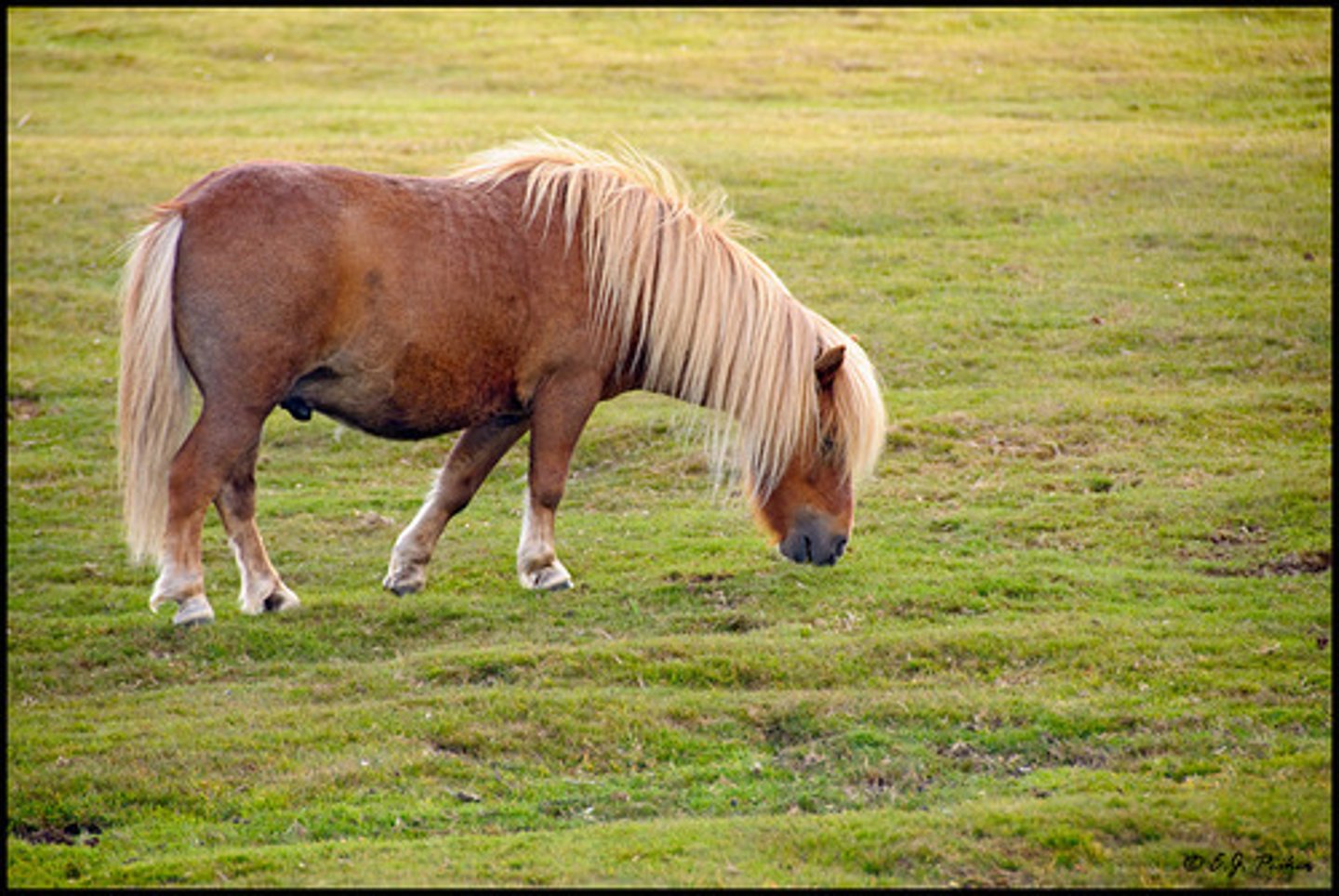 <p>Very small; Tend to be pasture buddies for other horses and livestock; Very short bodies, legs, head, and neck; Have a pot-belly, no matter how fit they are</p>