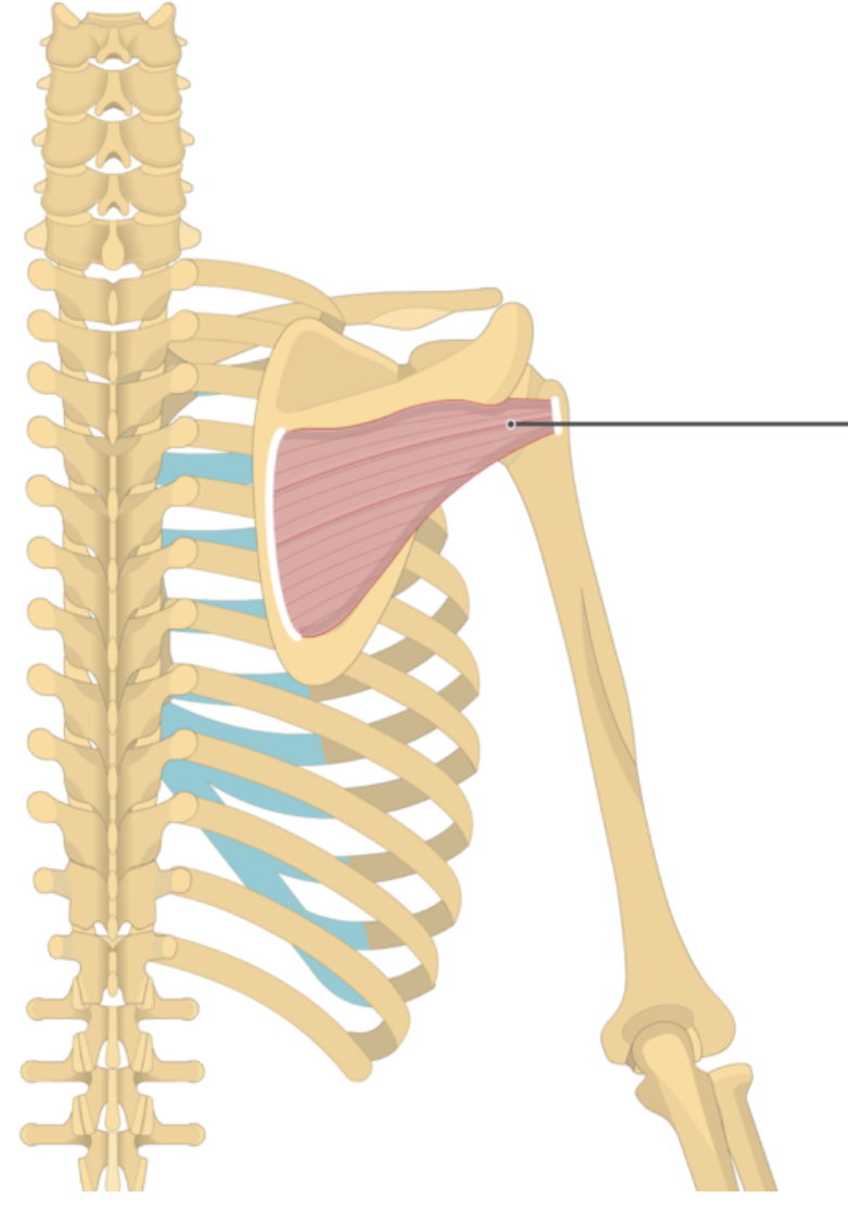 <p></p><p>origin: infraspinous fossa</p><p>insertion: greater tubercle of humerus</p>