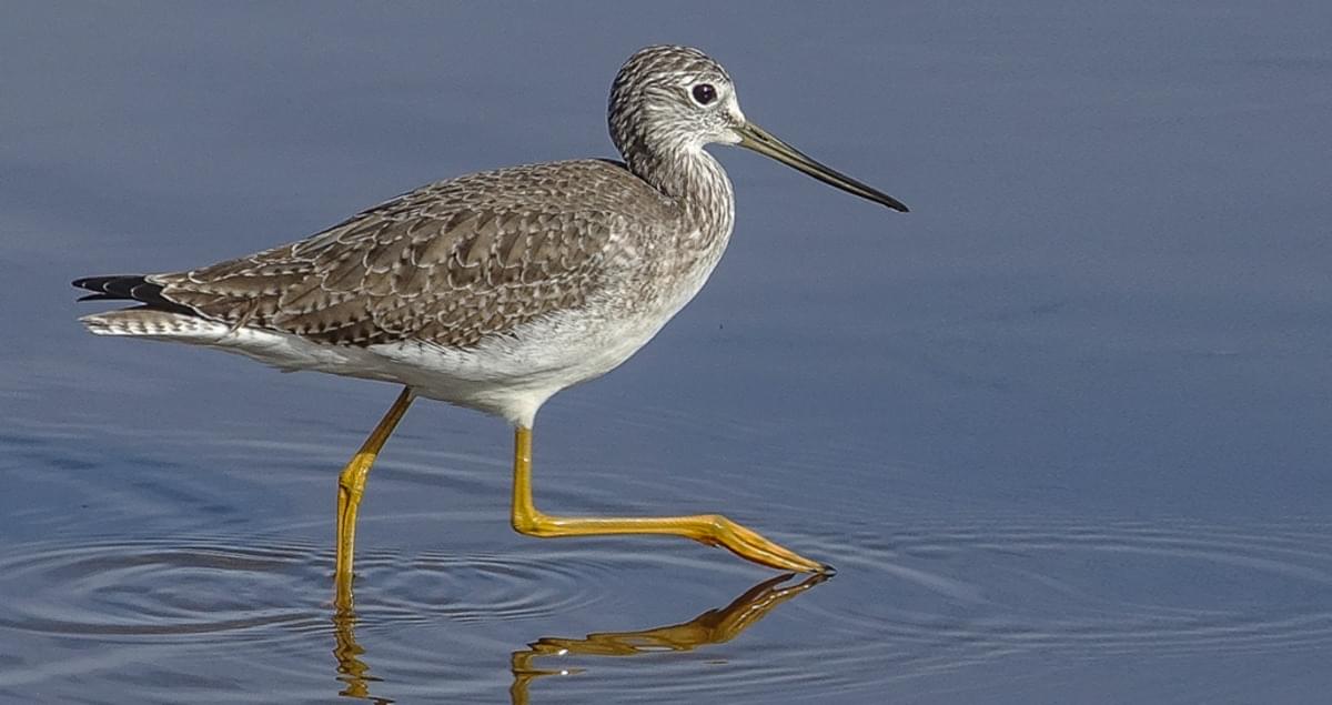 <p>Tall with long yellow legs and slightly upturned bill.</p>